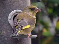 Verdier d’Europe Chloris chloris