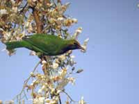 Verdin à front d'or Chloropsis aurifrons