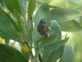 Zostrops des Mascareignes Zosterops borbonicus